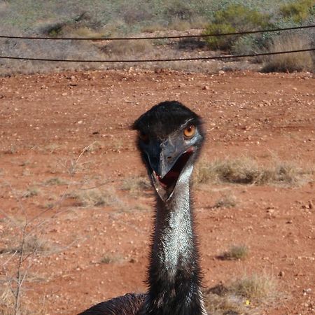 Ningaloo Bed And Breakfast Ексмут Екстер'єр фото