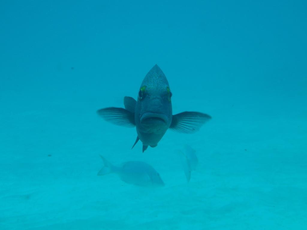 Ningaloo Bed And Breakfast Ексмут Екстер'єр фото