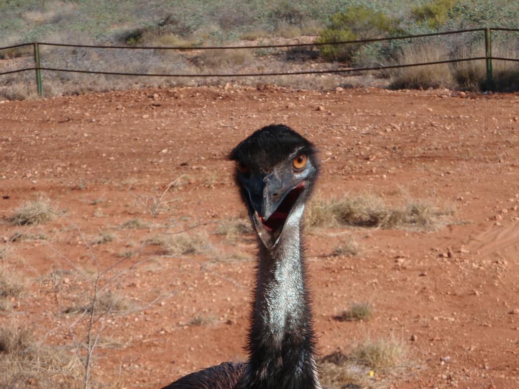Ningaloo Bed And Breakfast Ексмут Екстер'єр фото