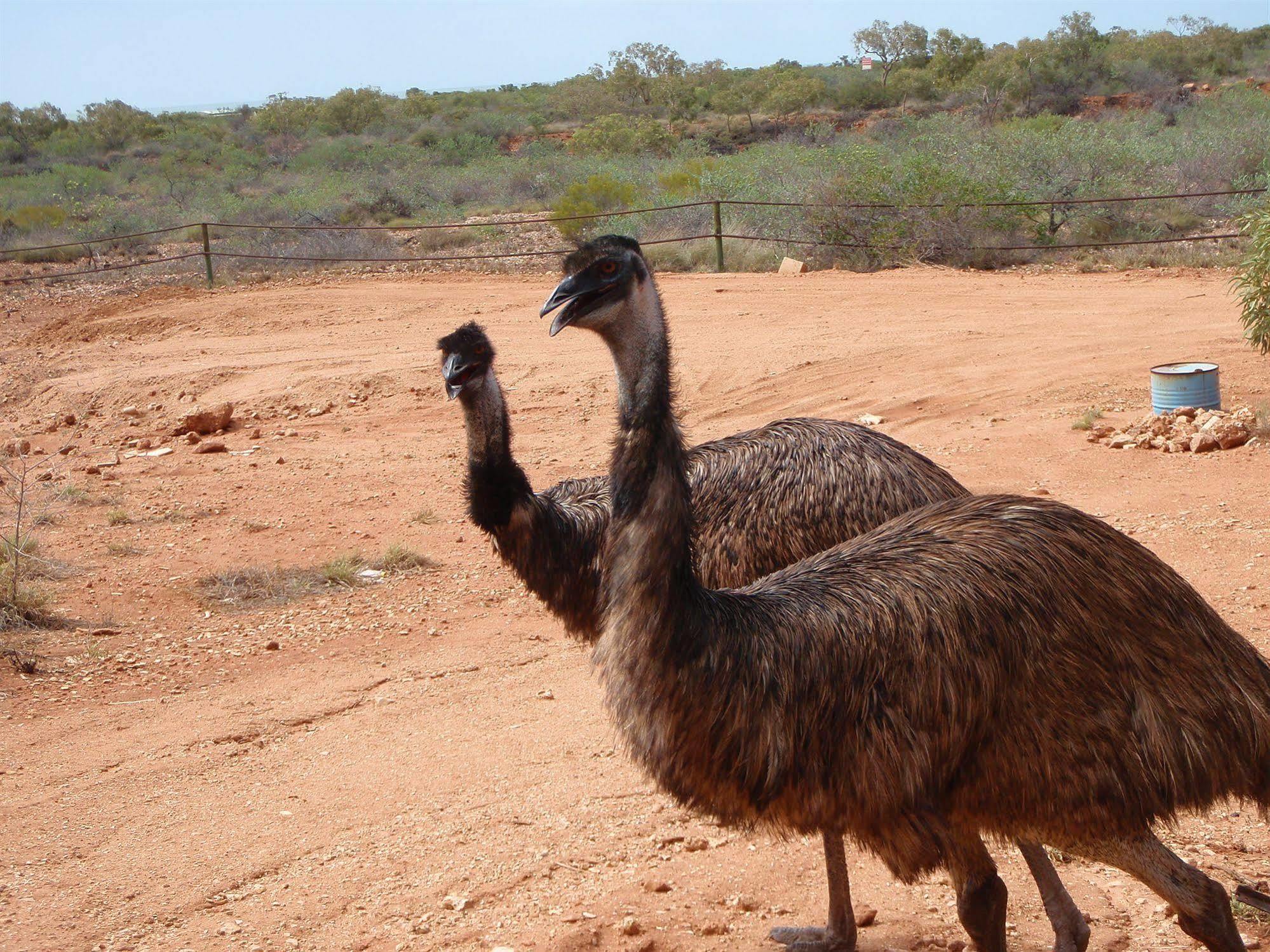 Ningaloo Bed And Breakfast Ексмут Екстер'єр фото